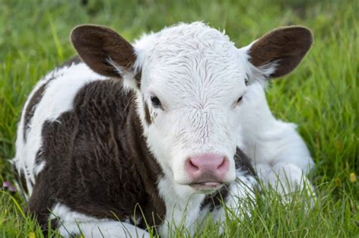 What is baby cow called when you eat it?