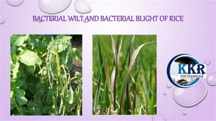 What is bacterial blight of rice?