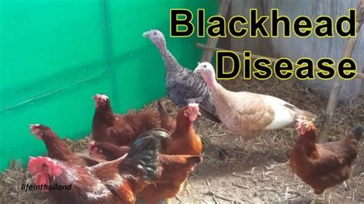 What is blackhead in chickens?