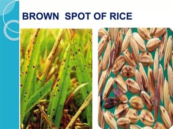 What is brown spot of rice?