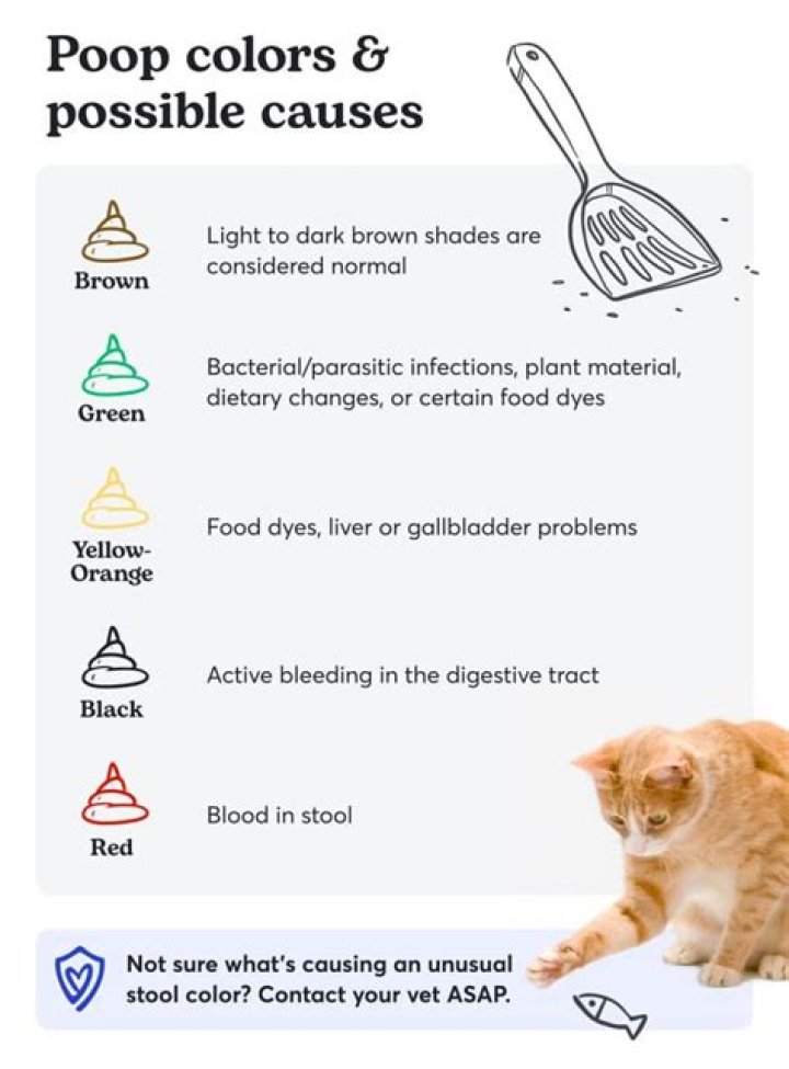 What is cat plural?