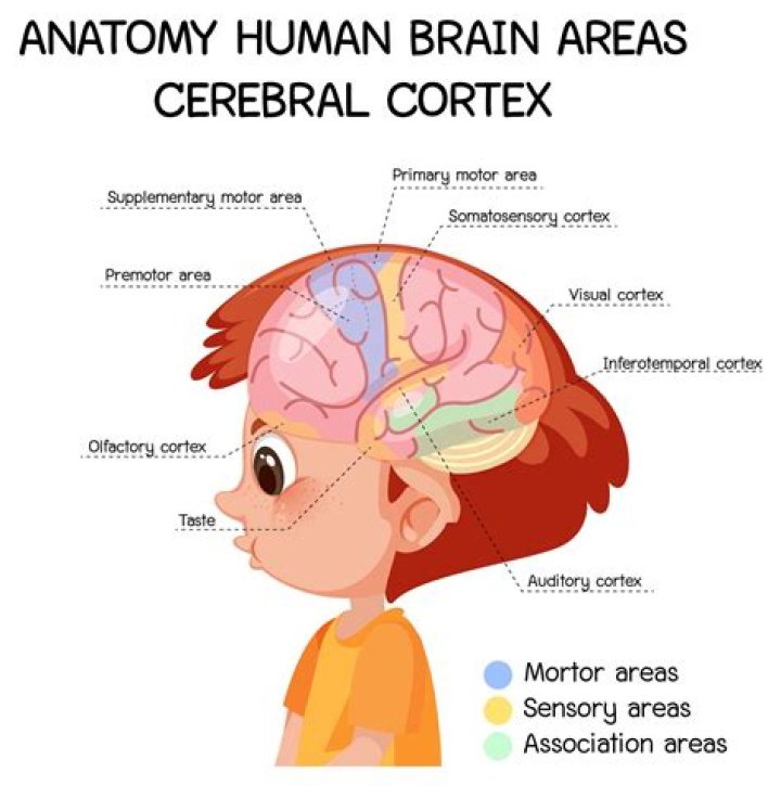 What is cerebral writing?