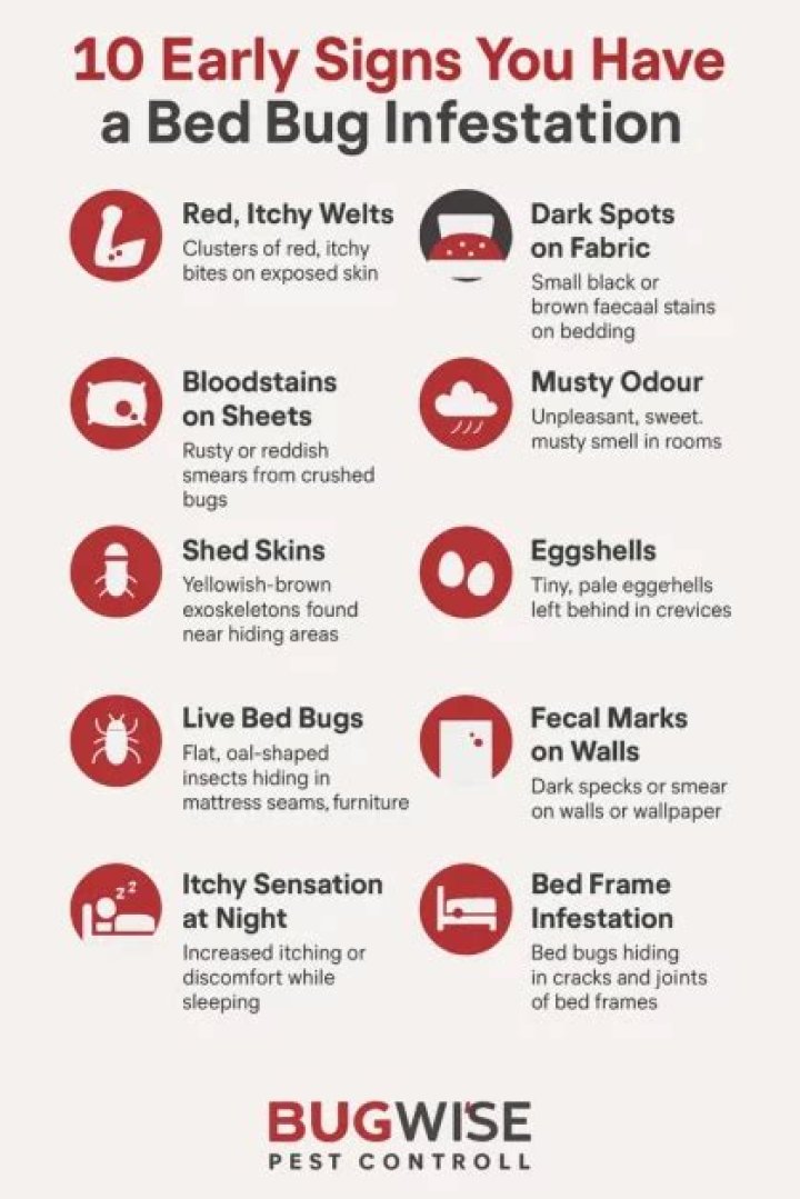 What is considered a small bed bug infestation?