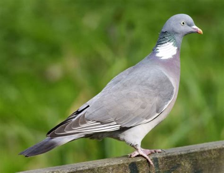 What is female pigeon called?