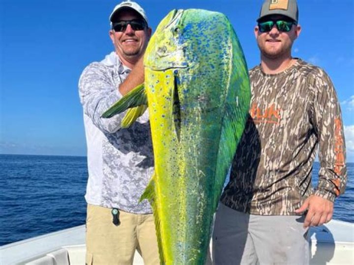 What is Florida mahi?