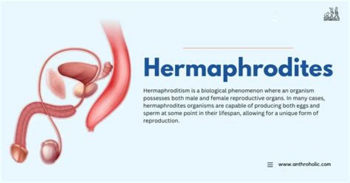 What is human hermaphrodite?