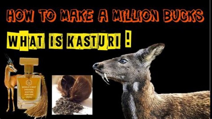 What is Kasturi used for?