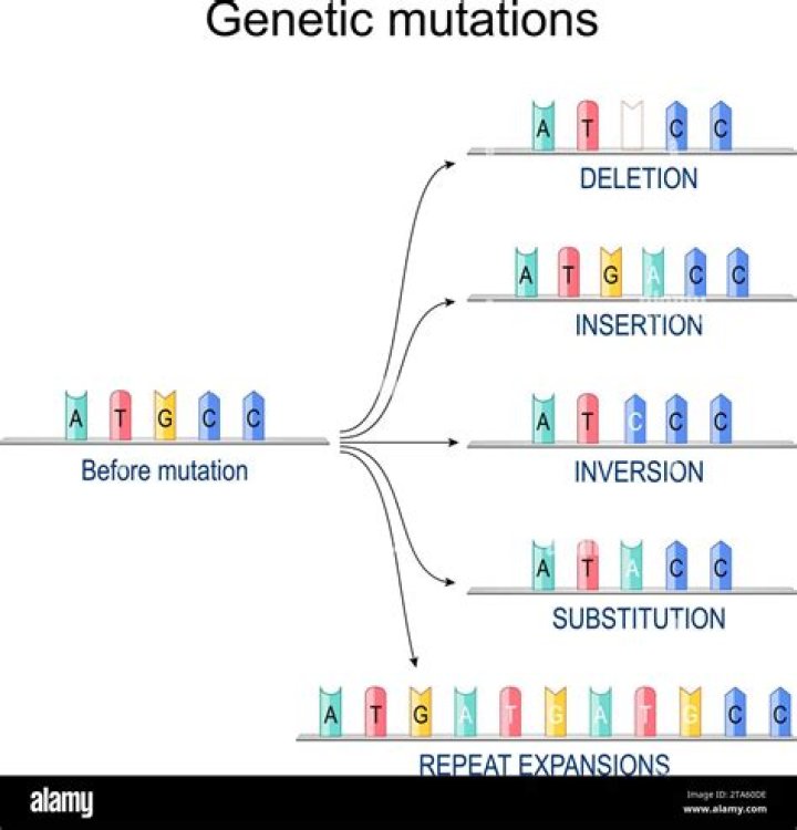 What is mutation describe the types of mutation?