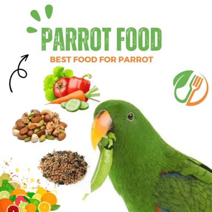 What is parrot favorite food?