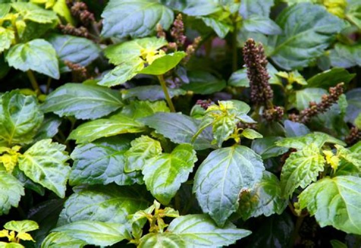 What is patchouli scent?