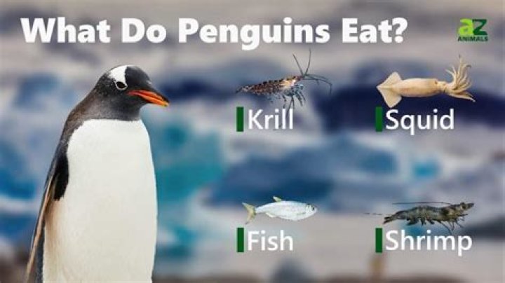 What is penguin meat like?