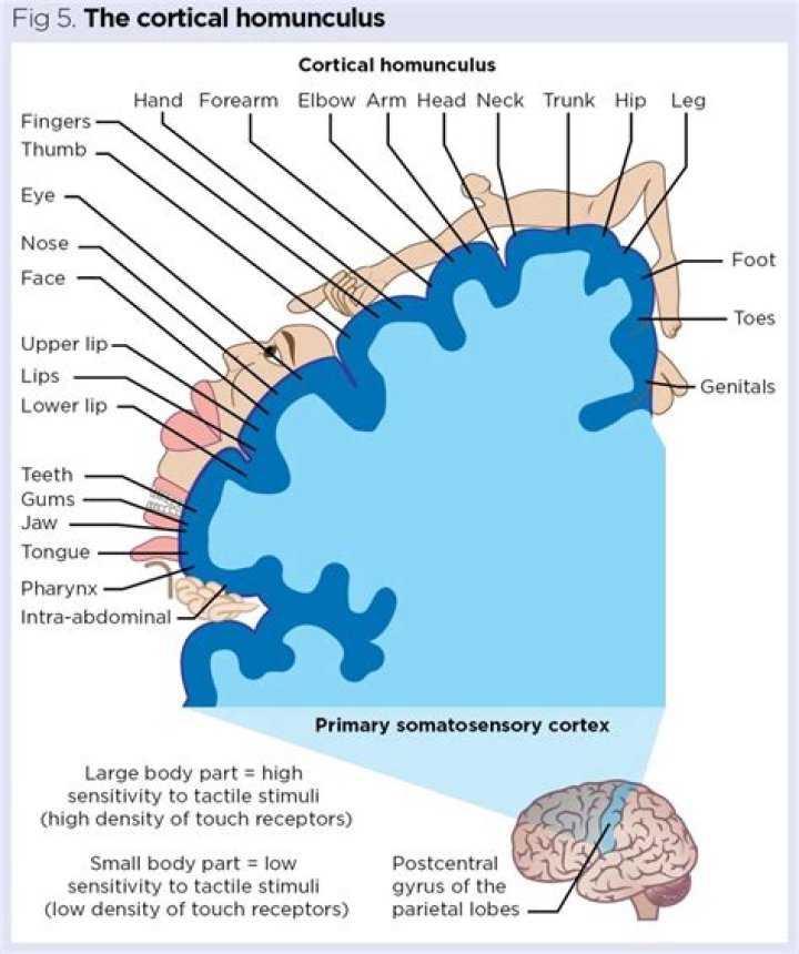 What is preformation and homunculus?
