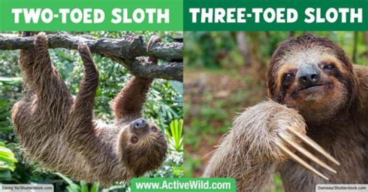 What is sloth in purgatory?