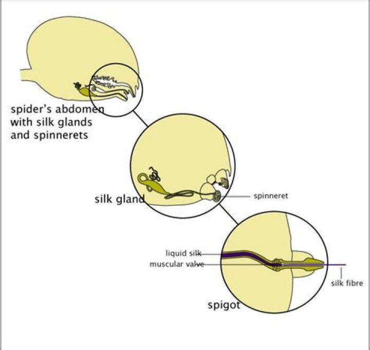 What is spider silk Made of?