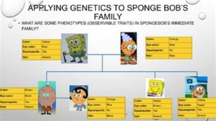 What is sponge Gerdy's genotype?