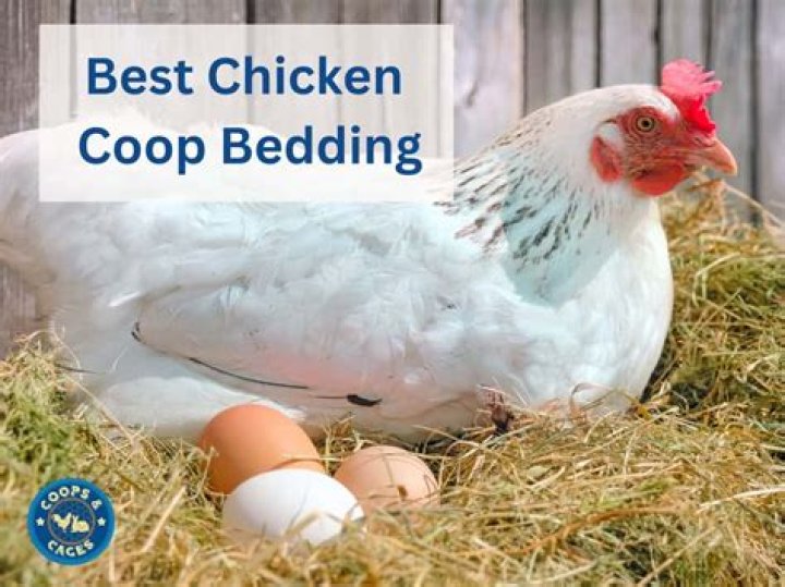 What is the best bedding for a chicken run?