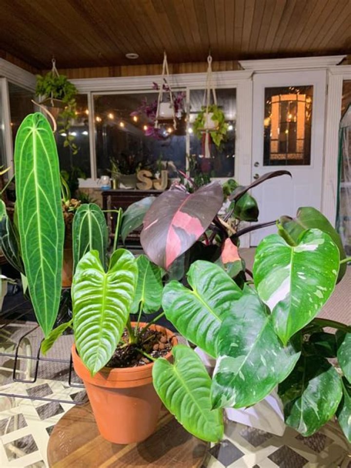 What is the best house plant?