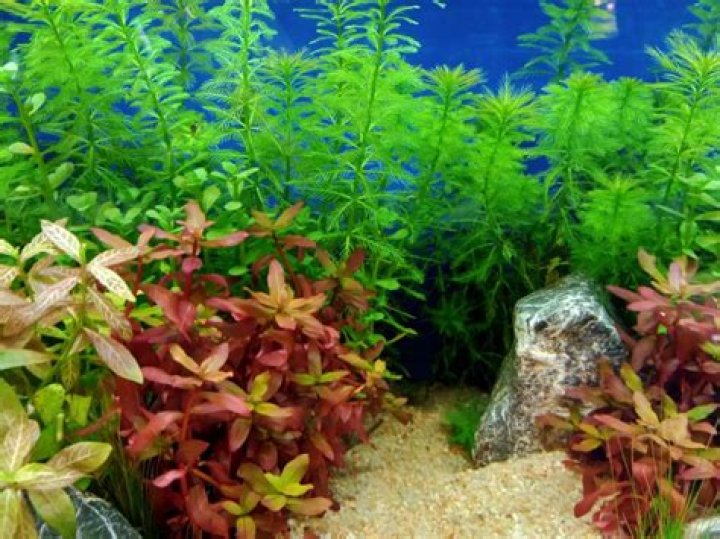 What is the best light Colour for aquatic plants?