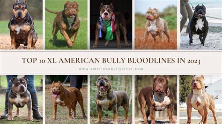 What is the best pitbull bloodline for fighting?