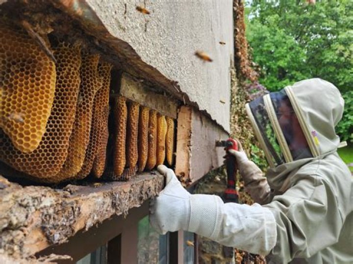 What is the best time to remove bee hive?