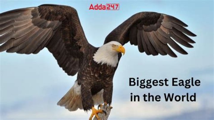 What is the biggest eagle in the world?