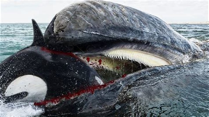 What is the biggest killer in New Zealand?