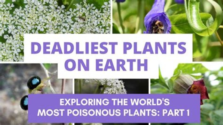 What is the deadliest flower on earth?