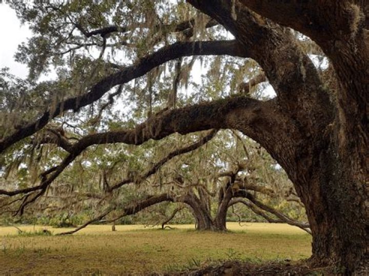 What is the difference between a live oak and a Southern live oak?