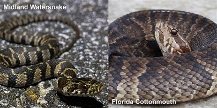 What is the difference between a water moccasin and a water snake?