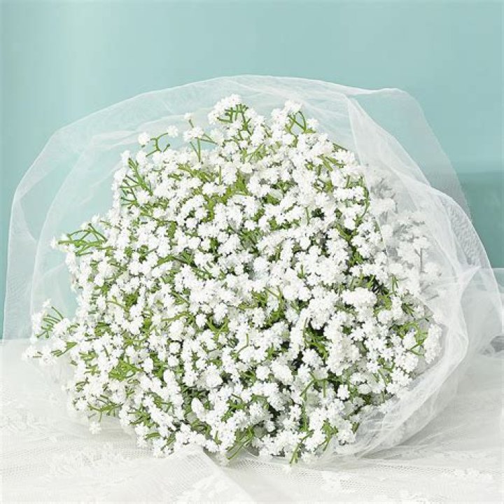 What is the difference between baby's breath and Gypsophila?