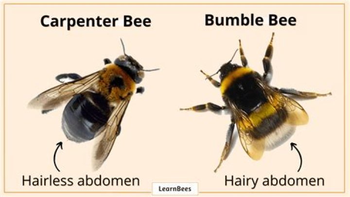 What is the difference between carpenter bees and bumblebees?
