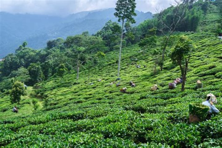 What is the difference between Darjeeling and Ceylon tea?