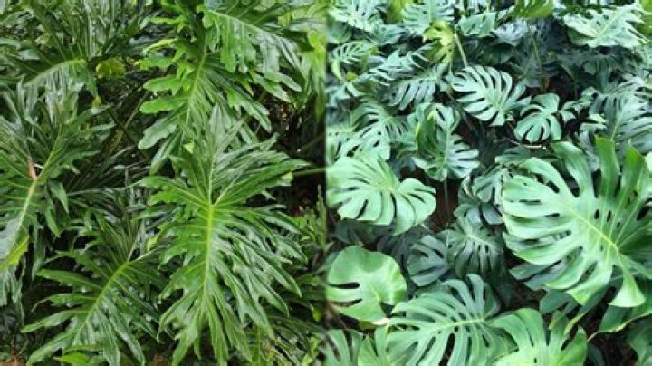 What is the difference between Monstera and Monstera deliciosa?