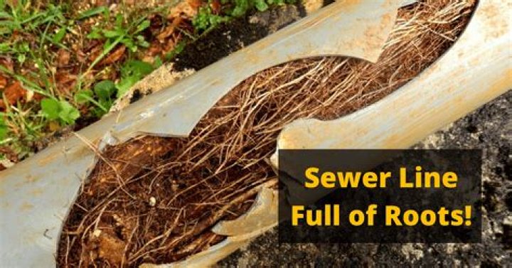 What is the fastest way to kill roots in a sewer line?