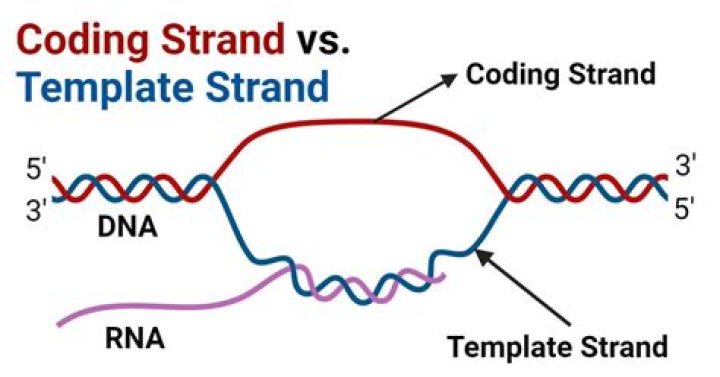 What is the lagging strand called?