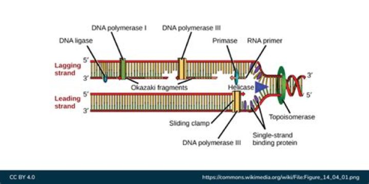 What is the lagging strand quizlet?