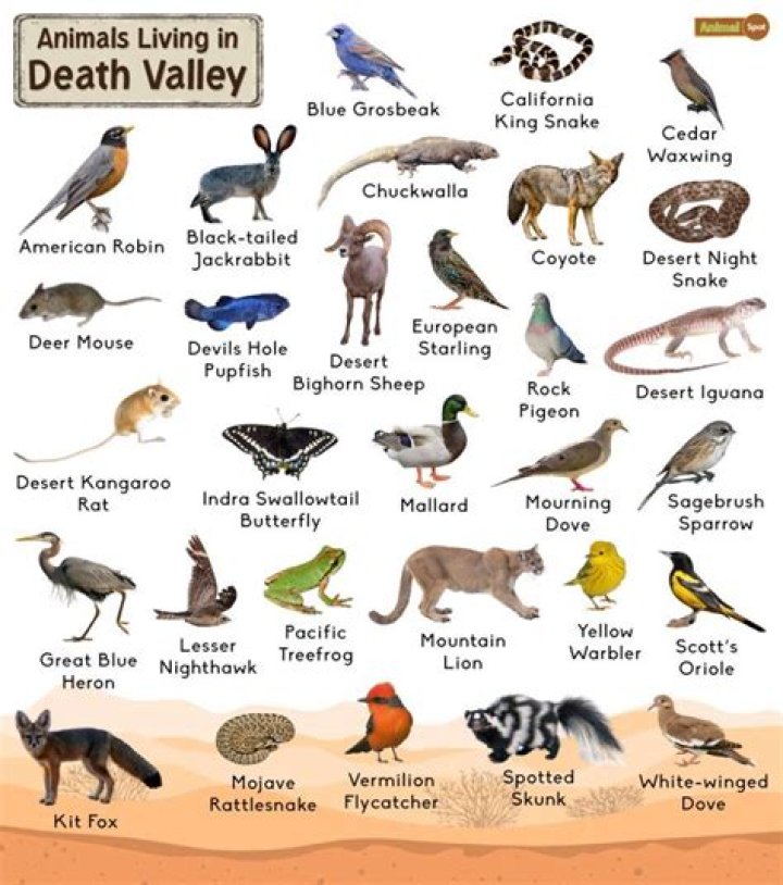 What is the largest animal that lives in Death Valley?