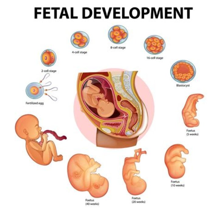 What is the last organ to develop in the fetus?