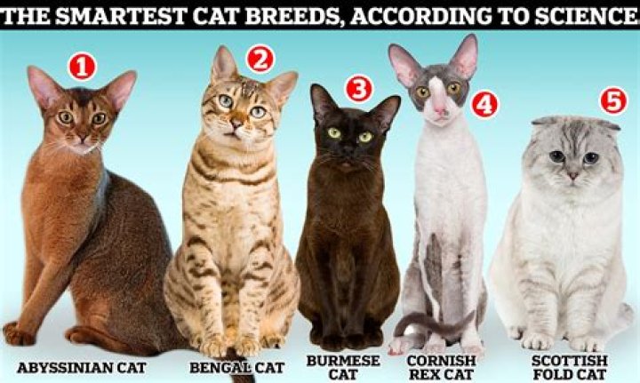 What is the least intelligent cat breed?