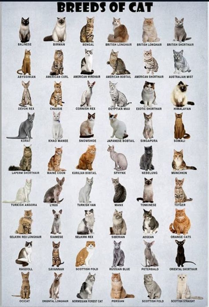 What is the least social cat breed?