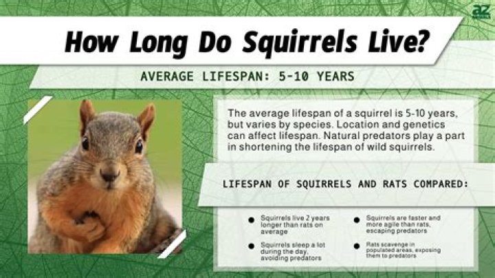 What is the lifespan of a wild squirrel?