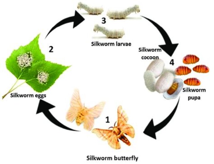 What is the lifespan of silkworm?
