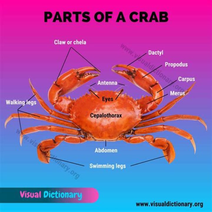 What is the meatiest crab?