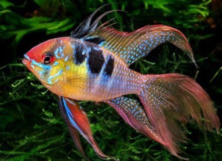 What is the most beautiful fish in the world?