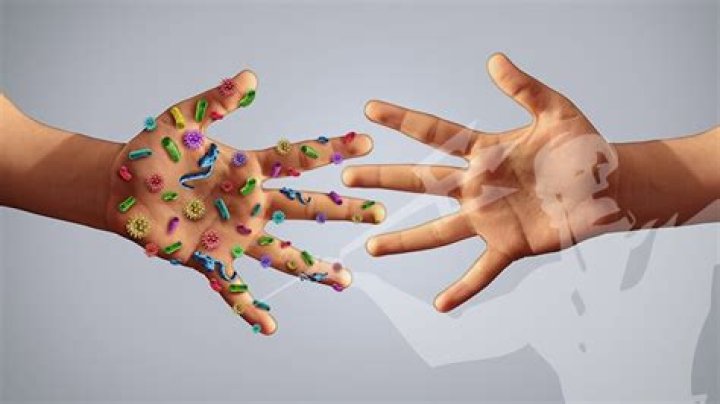 What is the most common bacteria found on hands?