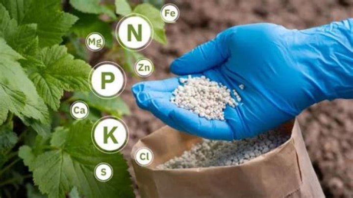 What is the most common fertilizer?