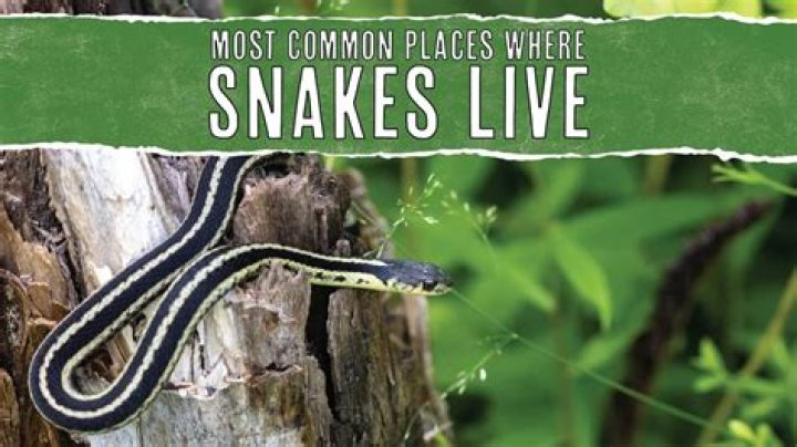 What is the most common snake to find in your backyard?