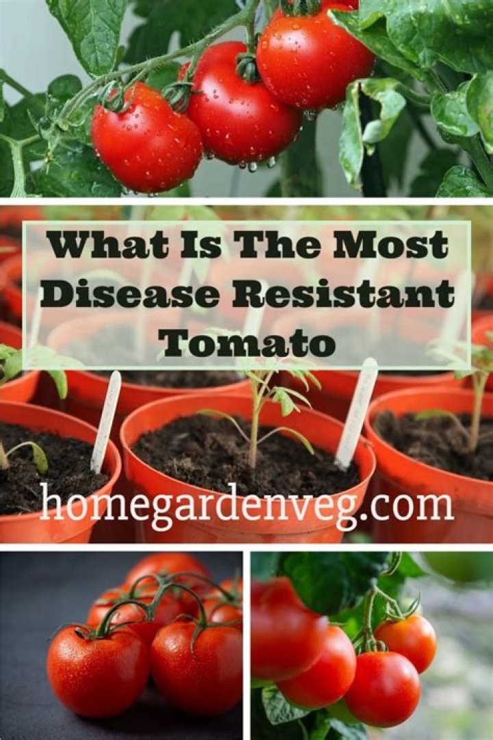 What is the most disease resistant tomato?