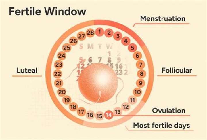 What is the most fertile blood type?
