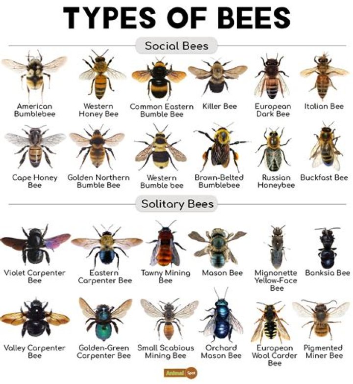 What is the most friendliest bee?